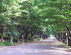 緑豊かで利便性の高い立地